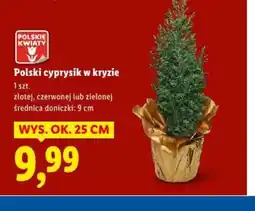 Lidl Polski cyprysik w kryzie oferta