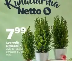 Netto Cyprys ellwoodii oferta