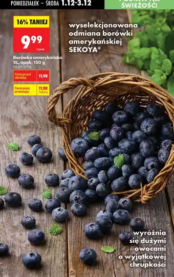Biedronka Borówka amerykańska XL SEKOYA oferta