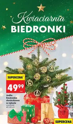 Biedronka Jodła Kaukaska doniczkowa w rękwie oferta