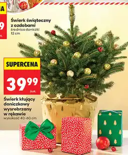 Biedronka Świerk kłujący doniczkowy w rękawie oferta