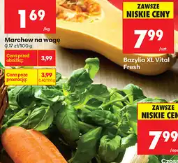 Biedronka Bazylia XL Vital Fresh oferta