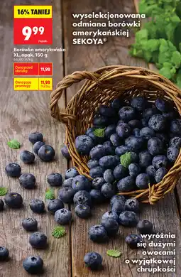 Biedronka Borówka amerykańska XL, opak. 150 g oferta
