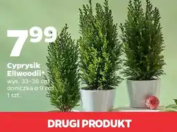 Netto Cyprysik oferta