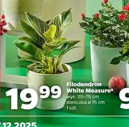 Netto Filodendron oferta