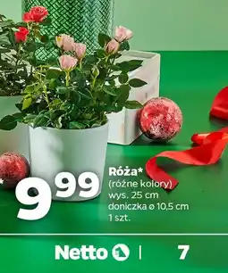 Netto Róża oferta