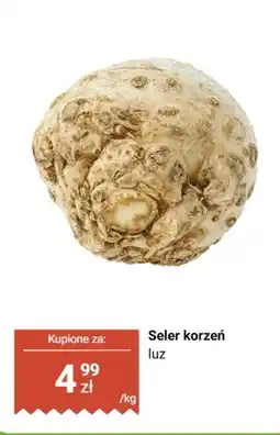 Biedronka Seler korzeń luz Biedronka oferta