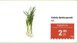Biedronka Cebula dymka pęczek Biedronka oferta