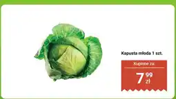 Biedronka Kapusta młoda 1 szt. Biedronka oferta