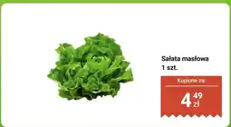 Biedronka Sałata masłowa 1 szt. Biedronka oferta