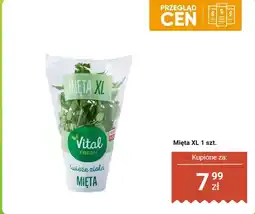 Biedronka Mięta XL 1 szt. Vital Fresh oferta