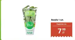 Biedronka Bazylia XL Vital Fresh 1 szt oferta