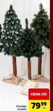 Carrefour Choinka na pniu oferta