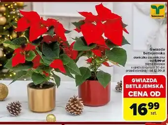 Carrefour Doniczka ceramiczna oferta