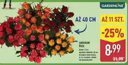 ALDI Róże pomarańczowe Gardenline oferta