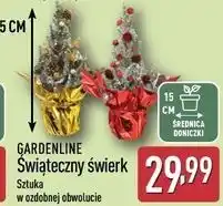 ALDI Świerk świąteczny Gardenline oferta
