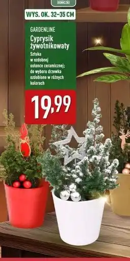 ALDI Cyprysik żywotnikowaty Gardenline oferta