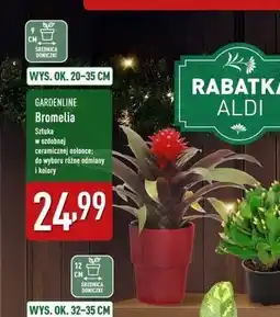 ALDI Bromelia 12 cm Gardenline oferta