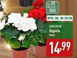 ALDI Begonia 14 cm Gardenline oferta