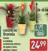 ALDI Bromelia w ozdobnej doniczce 9 cm Gardenline oferta