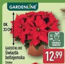 ALDI Gwiazda betlejemska Gardenline oferta