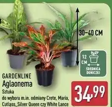 ALDI Aglaonema white lance don. 12 cm Gardenline oferta