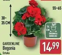 ALDI Begonia w don. 14cm oferta
