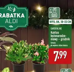 ALDI Grudnik w donicy 30 cm Gardenline oferta