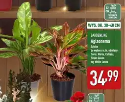 ALDI Aglaonema Gardenline oferta