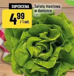 Polomarket Sałata masłowa w doniczce POLOmarket oferta