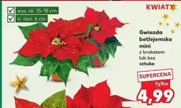 Kaufland Gwiazda betlejemska Ok oferta