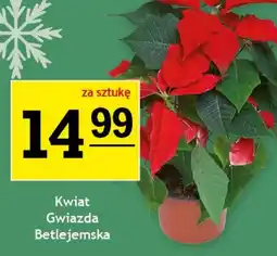 Gram Market Kwiat oferta