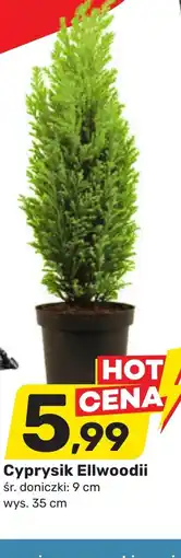 Bricomarche Cyprysik oferta