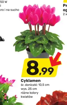 Bricomarche Cyklamen oferta