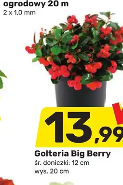 Bricomarche Golteria M&M oferta