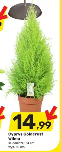 Bricomarche Cyprys Goldcrest oferta