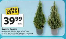 Auchan Swierk Conica oferta