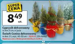 Auchan Cyprysik dekorowany oferta