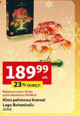Auchan Klon palmowy bonsai oferta