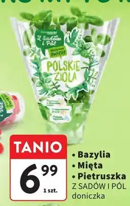 Intermarche Pietruszka Z SADÓW I PÓL doniczka oferta