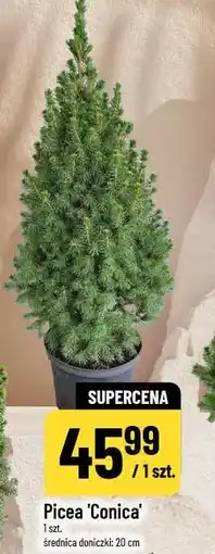 Polomarket Picea 'Conica' oferta