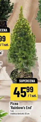 Polomarket Picea 'Rainbow's End' oferta