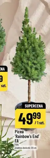 Polomarket Picea 'Rainbow's End' FA oferta
