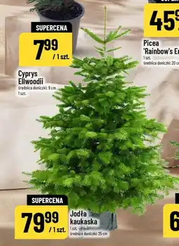 Polomarket Jodła kaukaska oferta