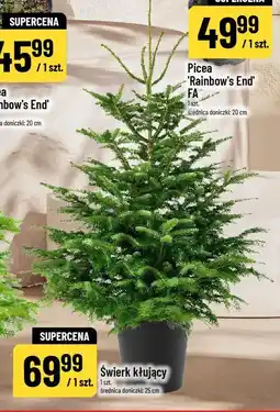 Polomarket Świerk kłujący oferta