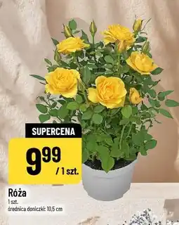 Polomarket Róża oferta