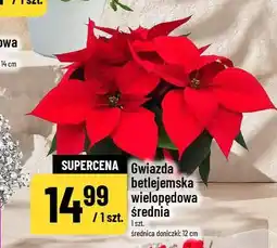 Polomarket Gwiazda betlejemska wielopędowa średnia oferta