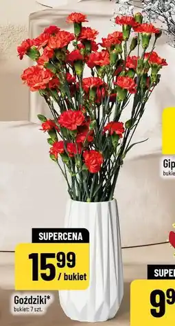 Polomarket Goździki oferta