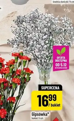 Polomarket Gipsówka oferta
