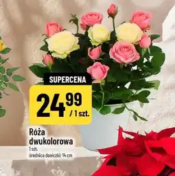 Polomarket Róża dwukolorowa oferta